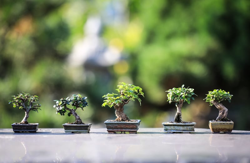Zen garden